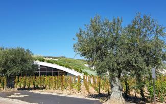The new winery is wonderfully embedded among the grapevines and the olive trees. The roof seems even lighter due to the glass façade. Olive trees in front of a pitched green roof